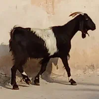 بز های کهره دار ،ابستن و کهره نر|حیوانات مزرعه|برازجان, |دیوار