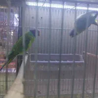 ملنگو زرد مولد|پرنده|اهواز, نادری|دیوار