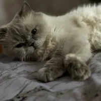 گربه برای جفت گیری نر