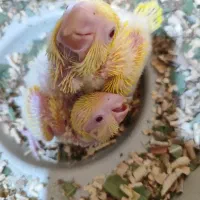 راهب لوتینو جوجه. گرینچیک. ملنگو.طوطی