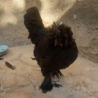 مرغ سلطان|حیوانات مزرعه|کازرون, |دیوار