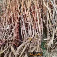 باردهی مطمین و پر منفعت انواع نهال های دو ساله