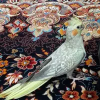 فروشِ عروس هلندی نر