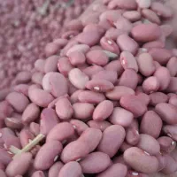 لوبیا قرمز قمی