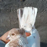 کبوتر کله دار تهرانی پرشی|پرنده|پاکدشت, پاکدشت (مامازند)|دیوار