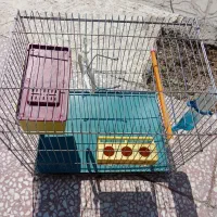 قفس پرنده|لوازم جانبی حیوانات|فیروزآباد (فارس), |دیوار