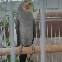 عروس هلندی نر