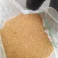گندم بوجاری شده