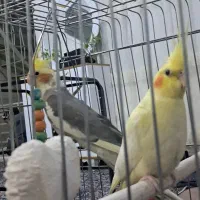 عروس هلندی دستی و سخن گو|پرنده|محمدشهر, محمدشهر|دیوار