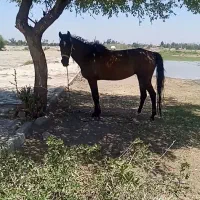 مادیون|اسب و تجهیزات اسب‌سواری|اهواز, ۲۴ متری|دیوار