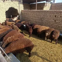 بره نر وماده|حیوانات مزرعه|پیر بکران, |دیوار