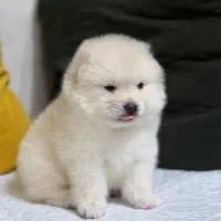 سگ پامر خرسی