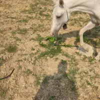 مادیان|اسب و تجهیزات اسب‌سواری|بوستان, |دیوار