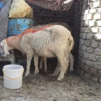 میش اصیل
