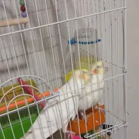 ۶عددجوجه عروس هلندی ۳عدد۵ماه. و۳عددیک ماهه|پرنده|قائن, |دیوار