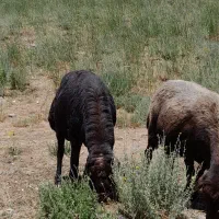 قوچ چهار دندان قزل افشار