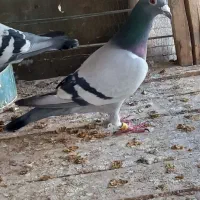 کبوتر مسافتی و المانی