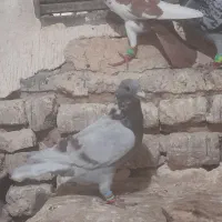 کفترشهرستان...کاشمر|پرنده|کاشمر, |دیوار