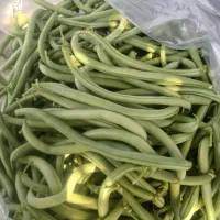 لوبیا سبز ترو تازه