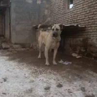 سگ سرابی اصیل