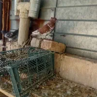 کبوتر