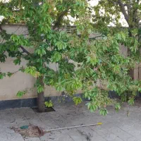 فروش زمین باکاربری صنعتی