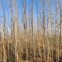 صنوبر|خدمات باغبانی و درختکاری|سلماس, |دیوار