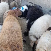 ۴۸بره پروارکم دنبه|حیوانات مزرعه|حمیل, |دیوار