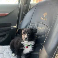 واگذاری توله سگ