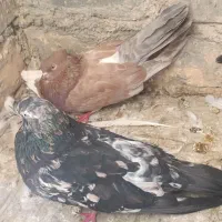 کبوتر|پرنده|تهران, ترمینال جنوب|دیوار