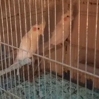 دوجفت عروس هلندی