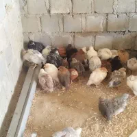 جوجه گلپایگانی