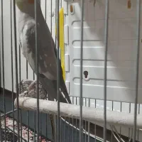 یک جفت عروس هلندی سخنگو|پرنده|بهار, |دیوار