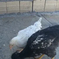 دوعدد خروس و دوعدد مرغ و دوعدد بوقلمون