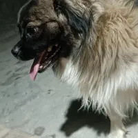 تیبتان اسپانیل|سگ|بهبهان, |دیوار