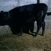 دوراس گوسالهی ماده|حیوانات مزرعه|هریس, |دیوار