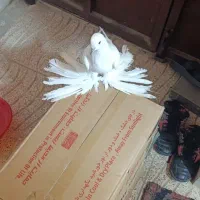 کبوتر تزئینی