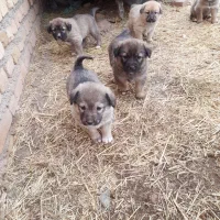 توله سگ های سرابی اصل