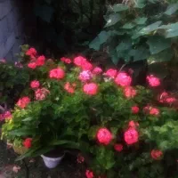 نیازمند پرستار با خونه سرایداری