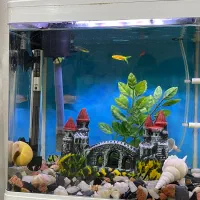 اکواریوم دلسا