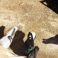 کفتر|پرنده|سبزوار, گلشن|دیوار