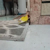 کوتوله زیبا و بانمک|پرنده|مشهد, احمدآباد|دیوار