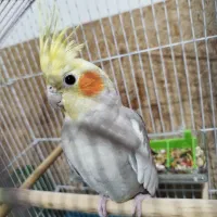 فروش عروس هلندی