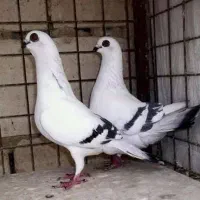 شامی|پرنده|باغ بهادران, |دیوار