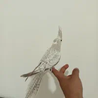 جوجه عروس هلندی ایزابلا ، مرواریدی ، سینامون|پرنده|اندیشه, شهرک مریم|دیوار