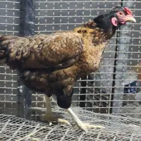 مرغ شهری تخمگذار|حیوانات مزرعه|قشم, |دیوار