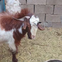 گوسفند