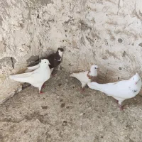 کبوتر طوقی|پرنده|سراوان, |دیوار