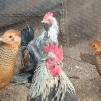 سه عدد خروس مینیاتوری|حیوانات مزرعه|خسروشاه, |دیوار