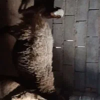 میش و بره افشاری